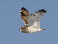 IMG 2597c  Short-eared Owl (Asio flammeus)